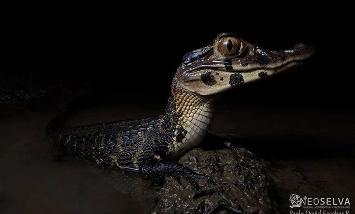 Baby Black Caiman