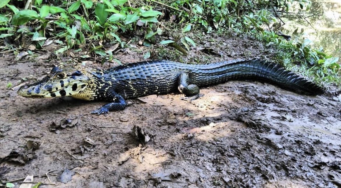 reptiles in the amazon