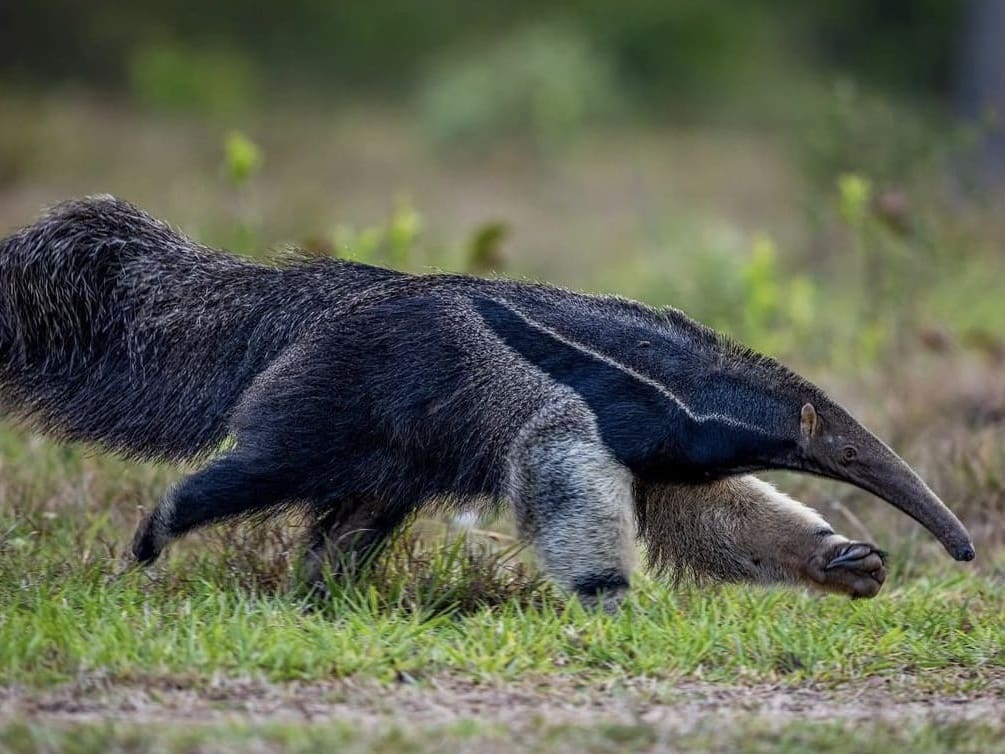 Amazonian wildlife