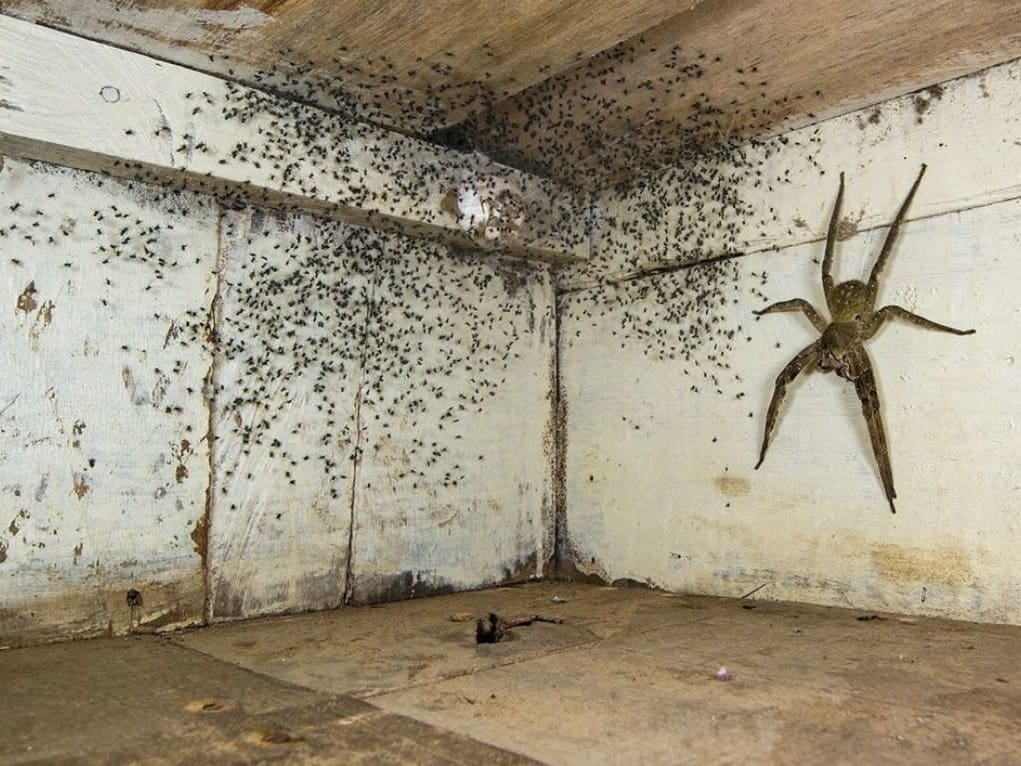 Brazilian Wandering Spider