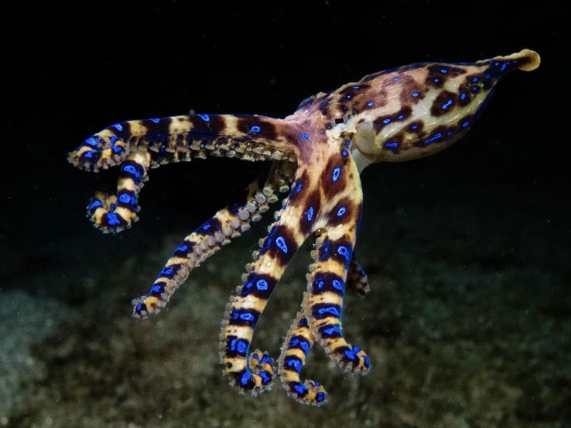 Blue-Ringed Octopus