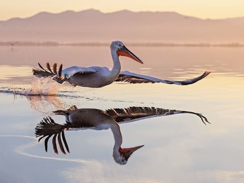 Dalmatian pelican flying