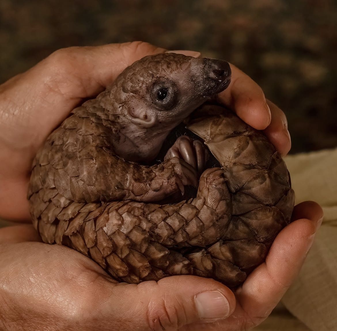 Baby pangolin