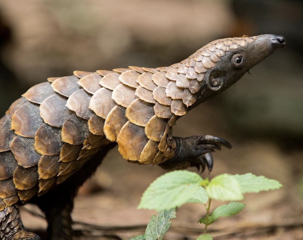 Juvenile pangolin