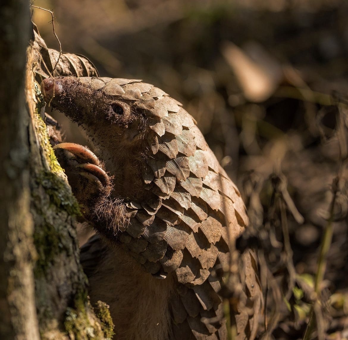 endangered african wildlife