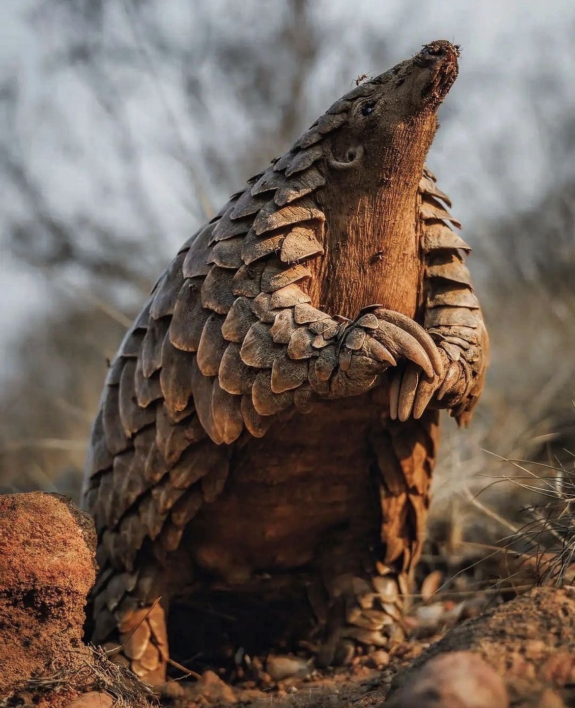 African pangolin