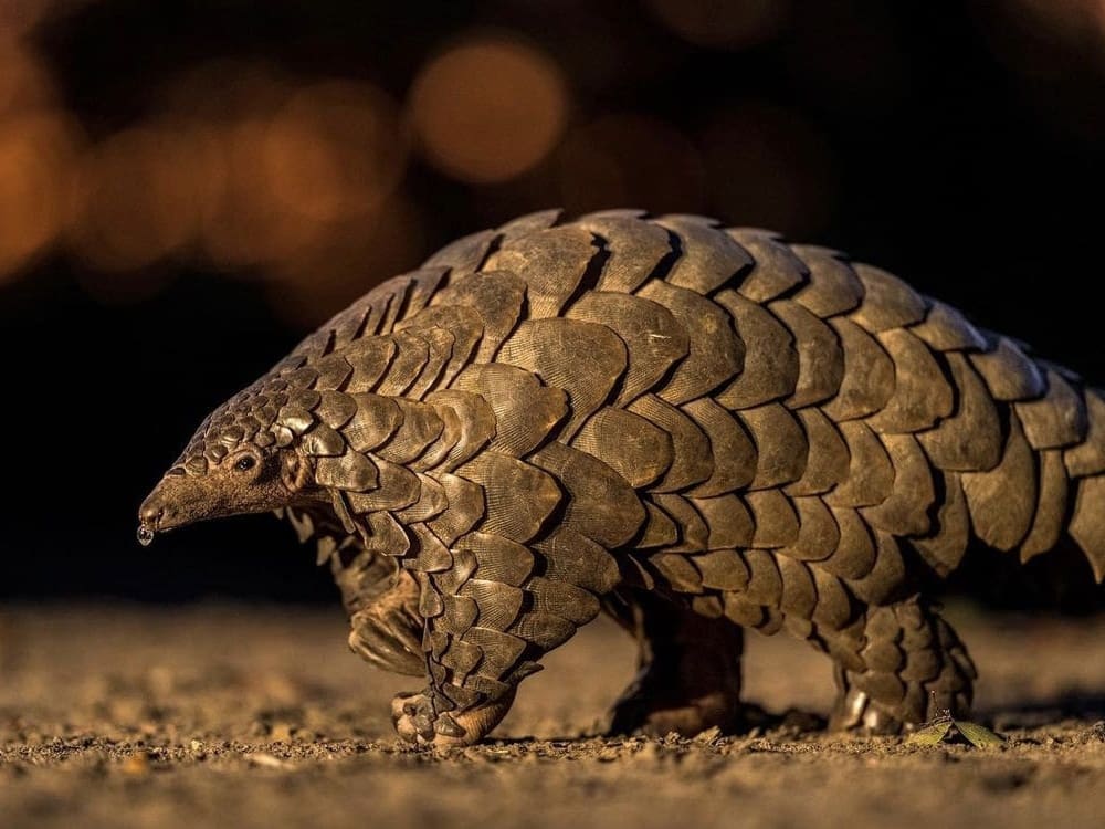 Pangolin