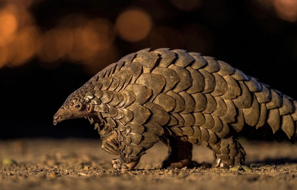 Pangolin