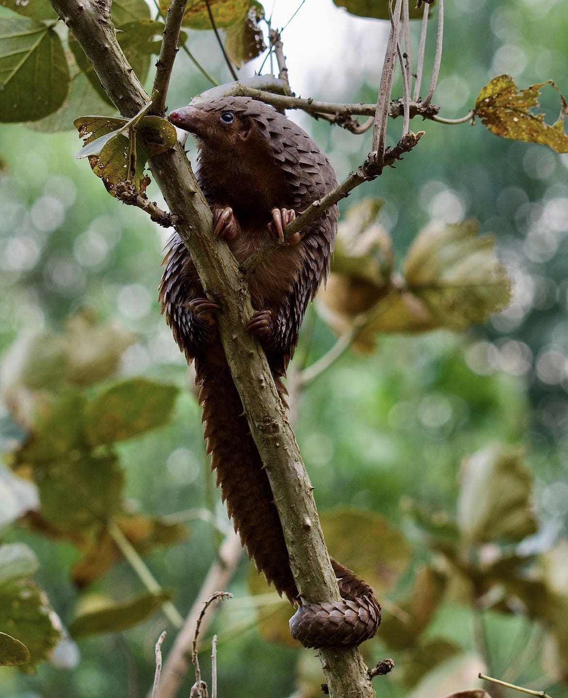 pangolin, uganda