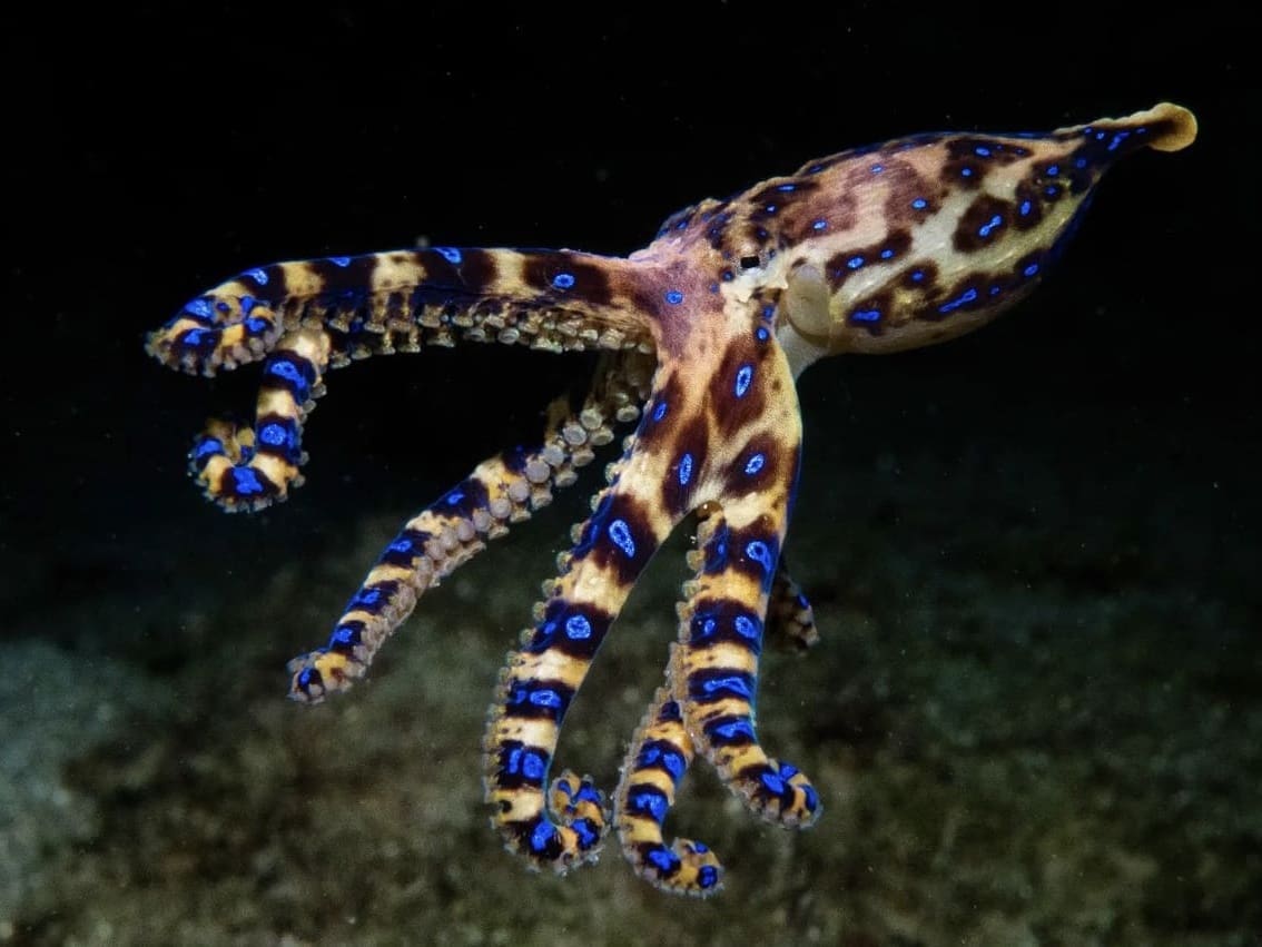 tiny octopus