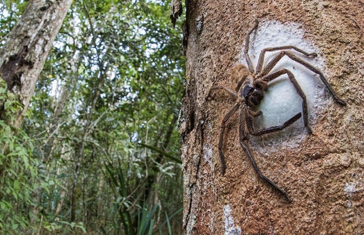 Large spider protecting its nest