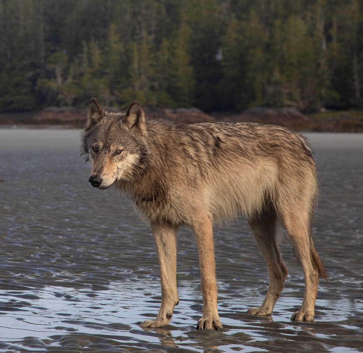 Sea wolf
