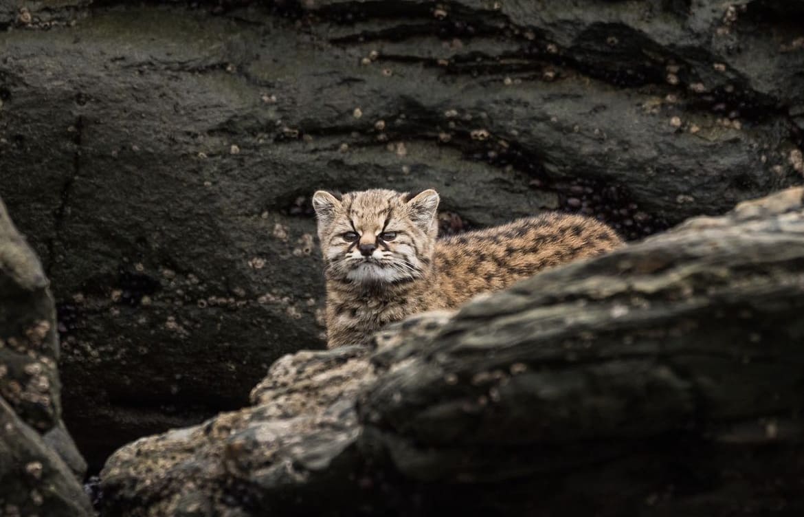 A wild KodKod emerges from a rocky outcrop