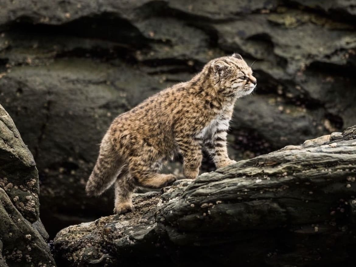 The KodKod wild cat