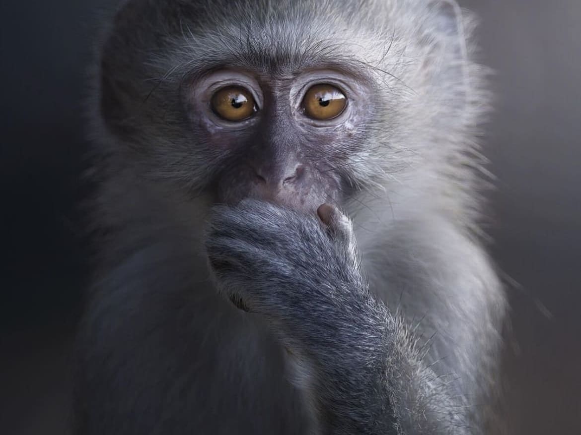 Vervet monkey yawning