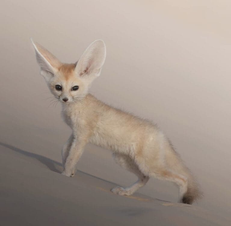 Get To Know The Fennec Fox - Facts, Myths and Photos | Wildest