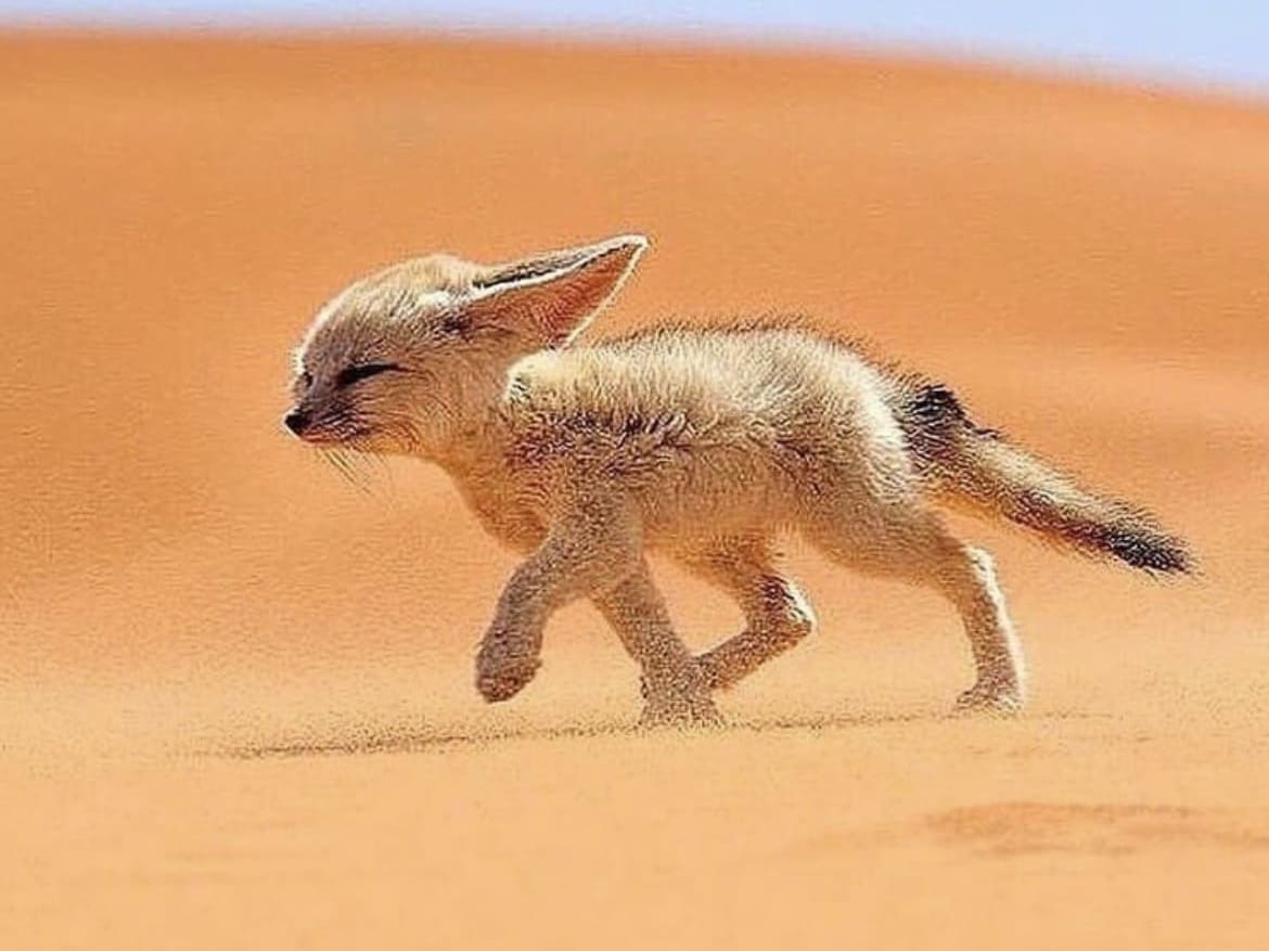Fennec Fox