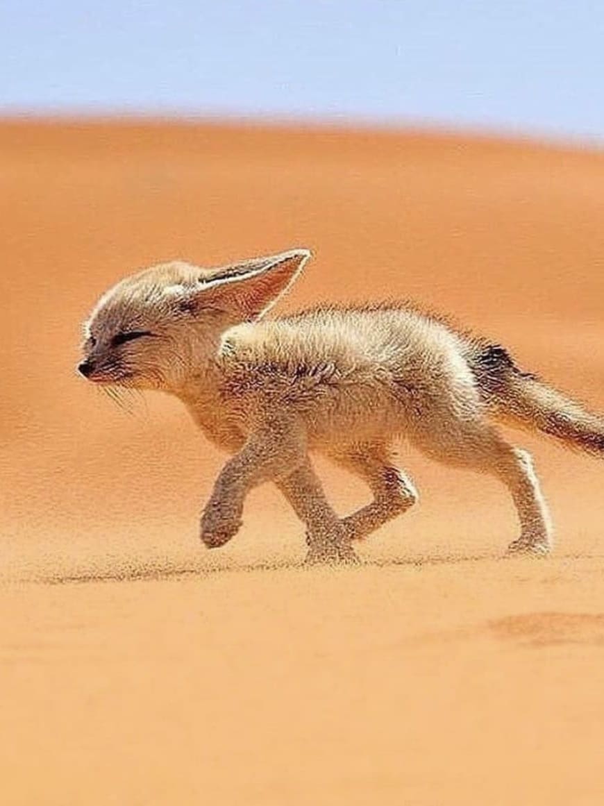 Fennec Fox