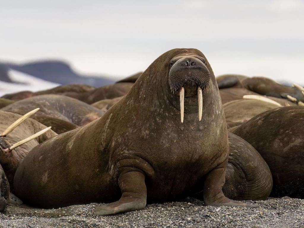 Walrus bull