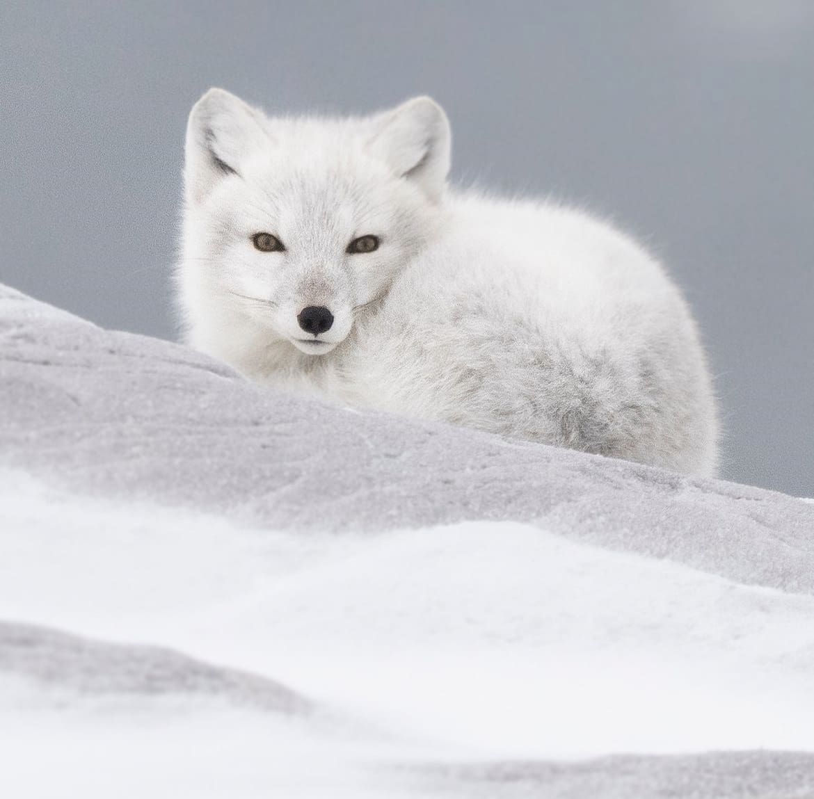 Arctic fox