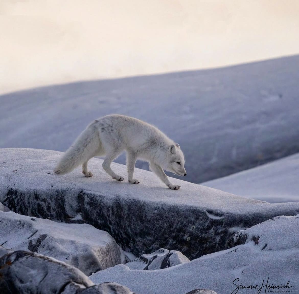 Small white fox on the move in Canada