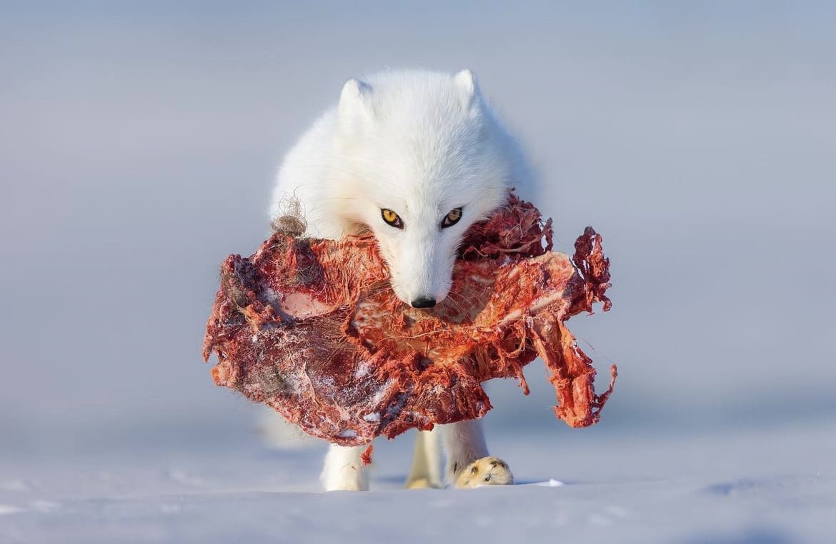 Arctic fox with prey