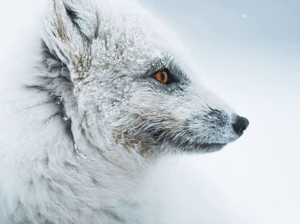 Wildlife of the arctic circle