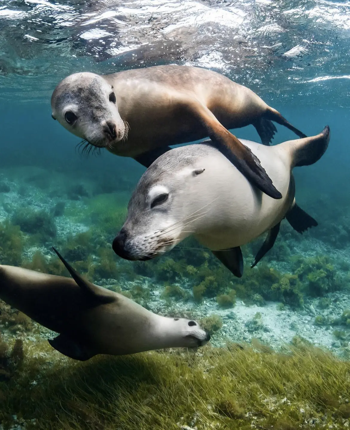 Sea lions swimming underwater