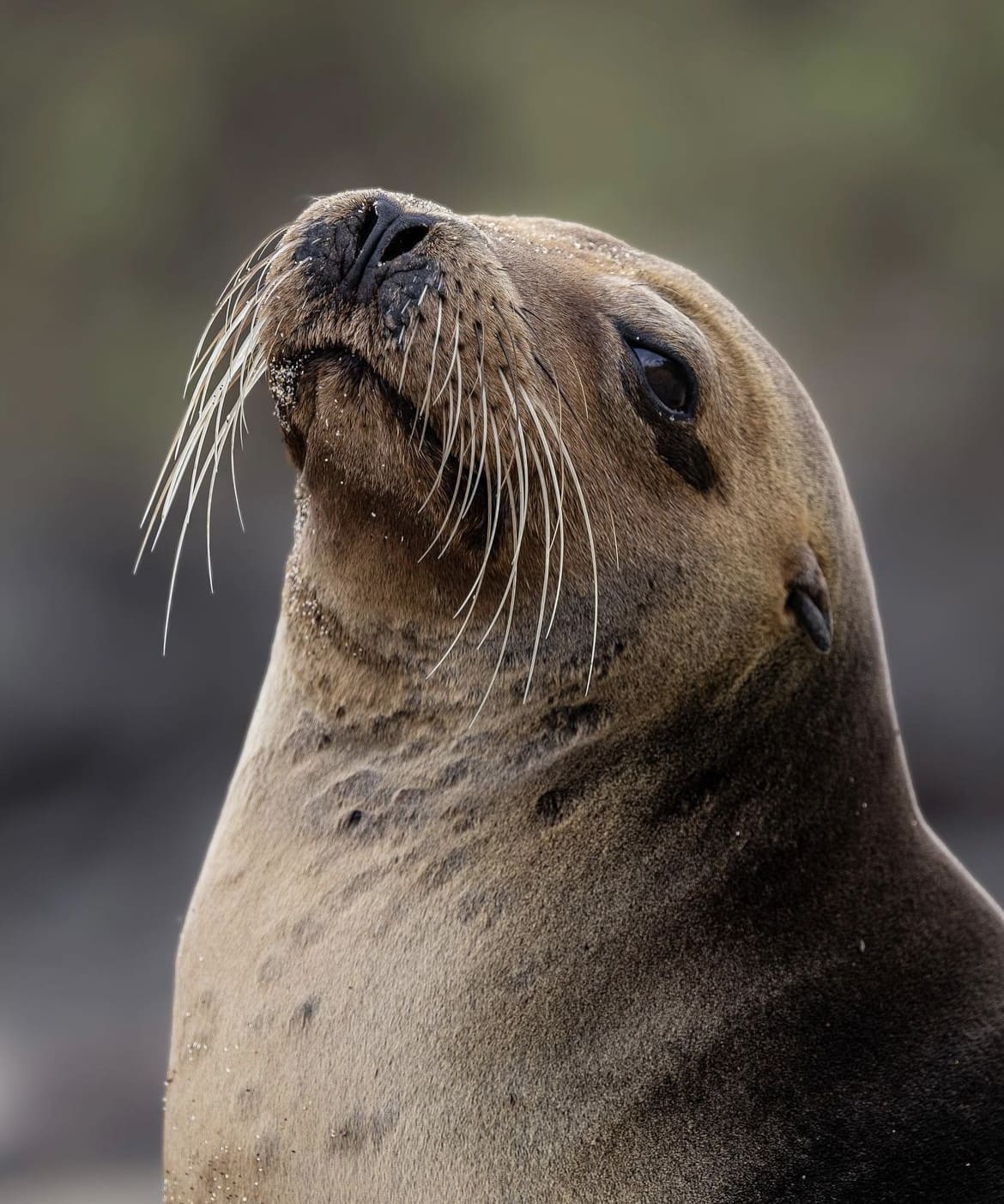 Sea lion selfie