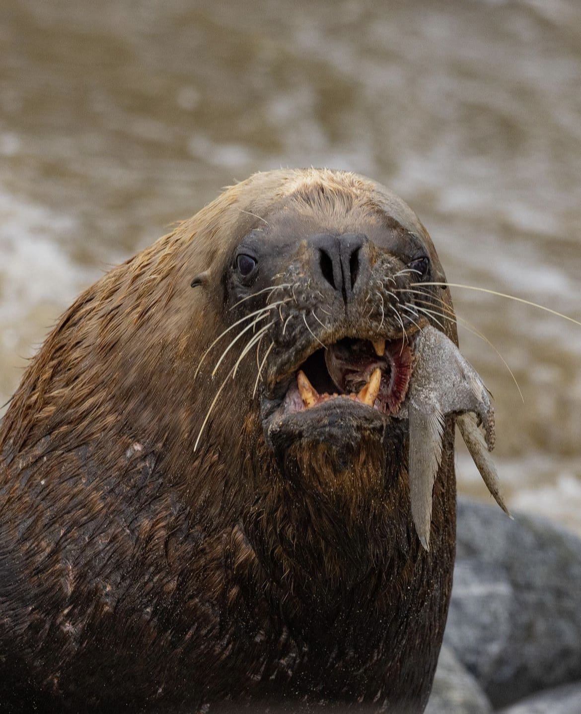 South American sea lion eating