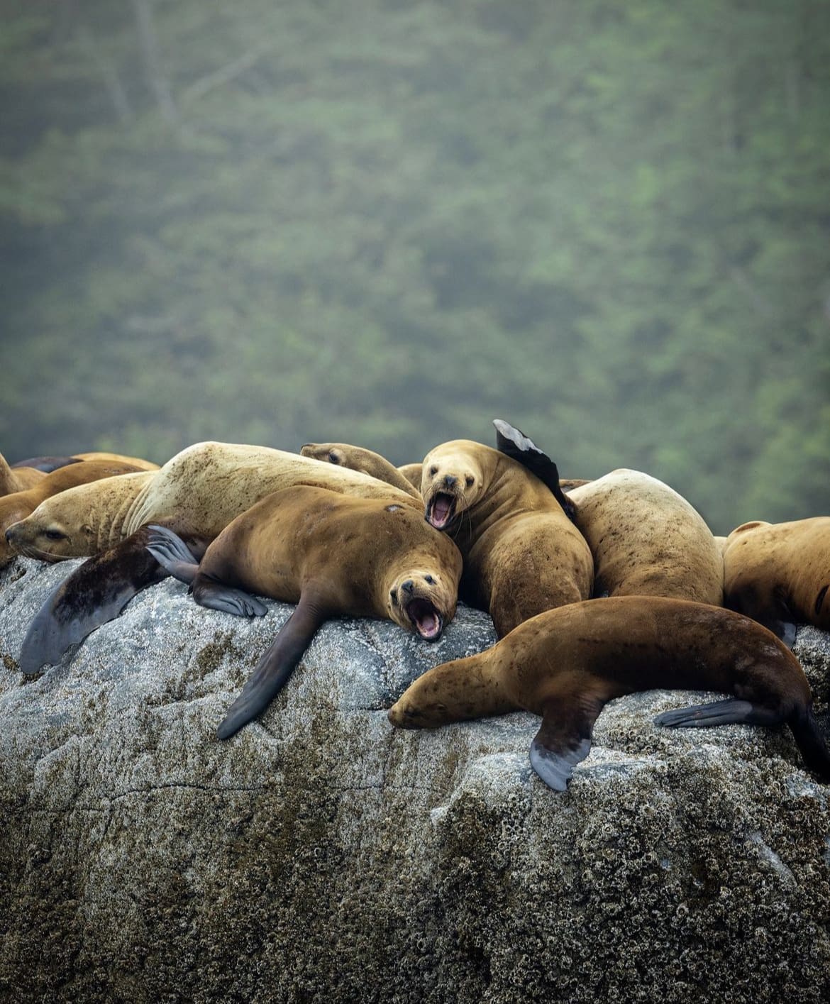 Wildlife in the pacific north west