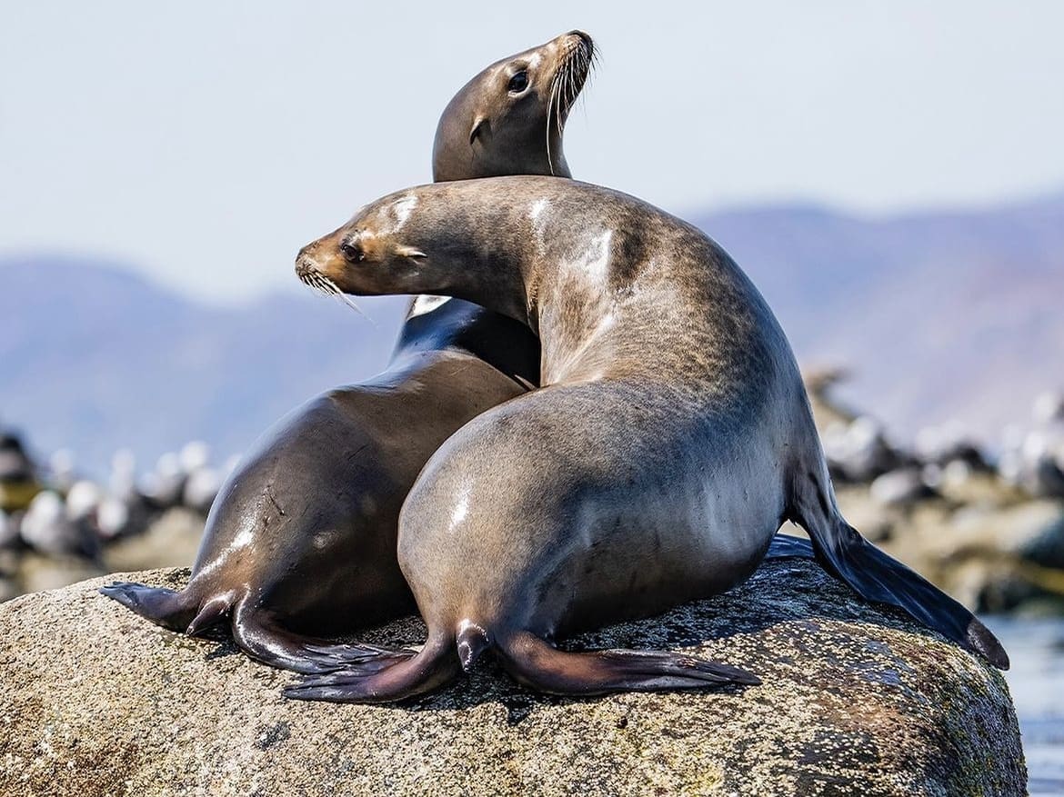 Baja california is home to a plethora of oceanic wildlife