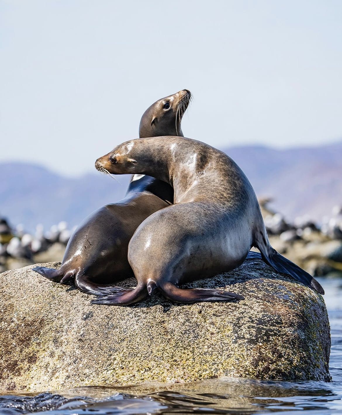 Baja california is home to a plethora of oceanic wildlife