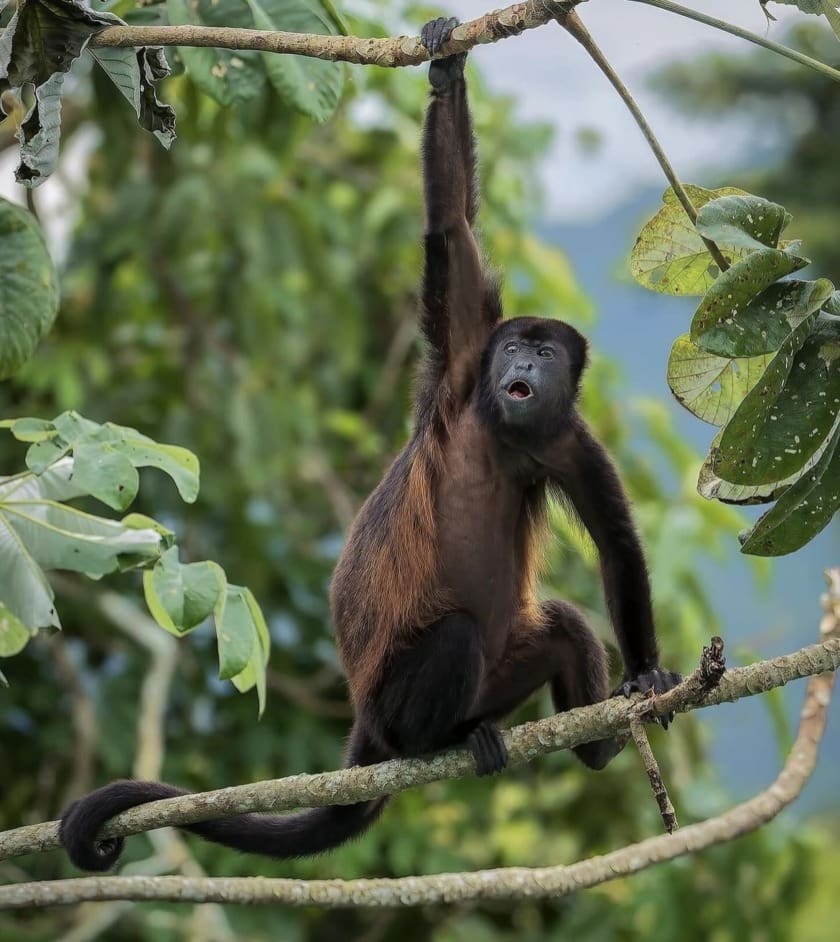 Howlor Get To Know The Howler Monkey - Facts, Photos, Where to see them