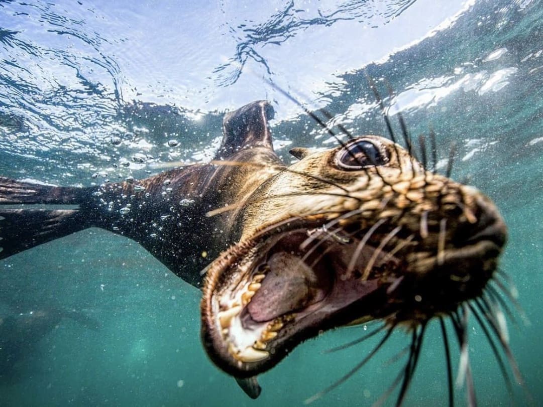 Diving with seals in Cape Town