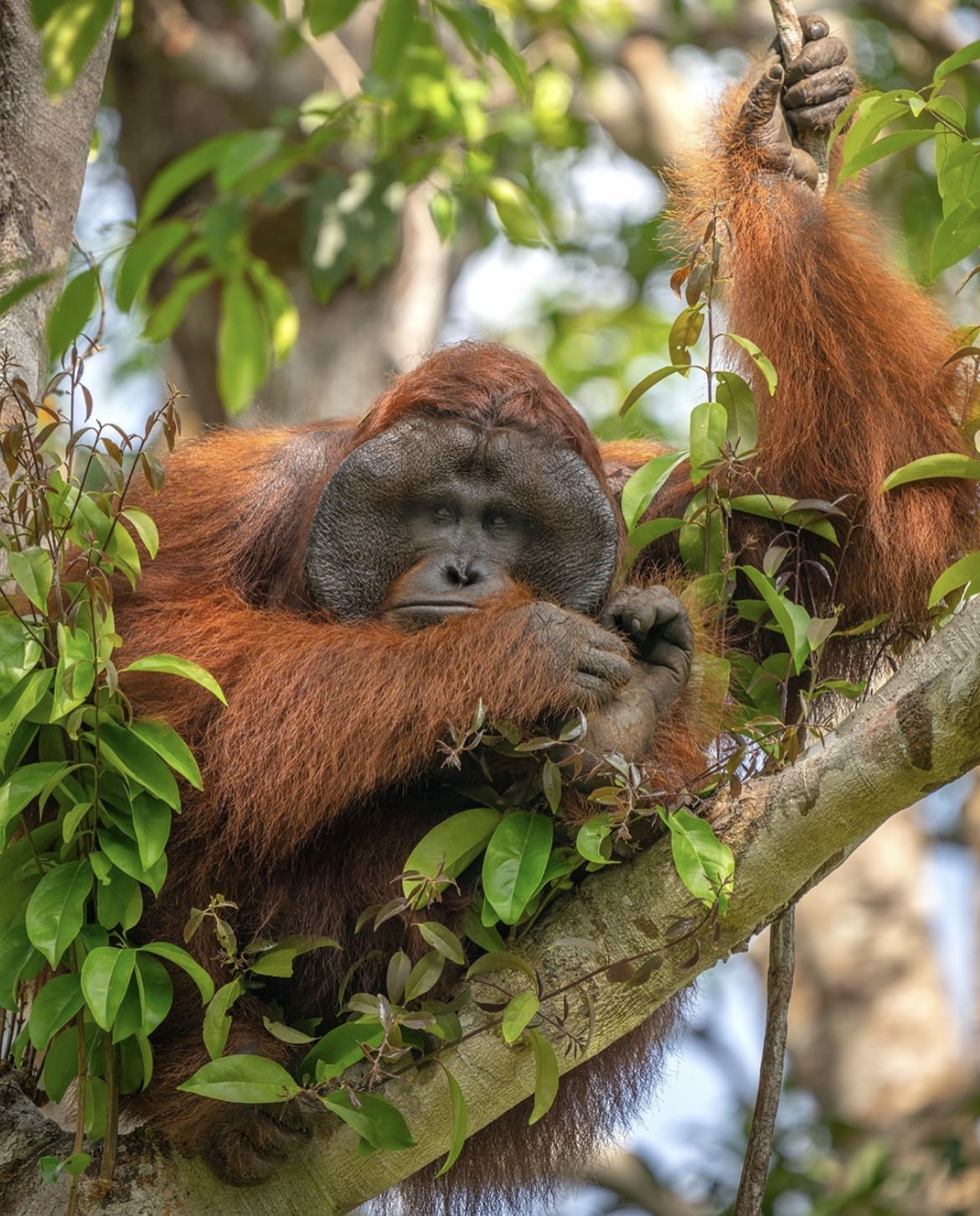 Great apes in Tanjung Puting National Park