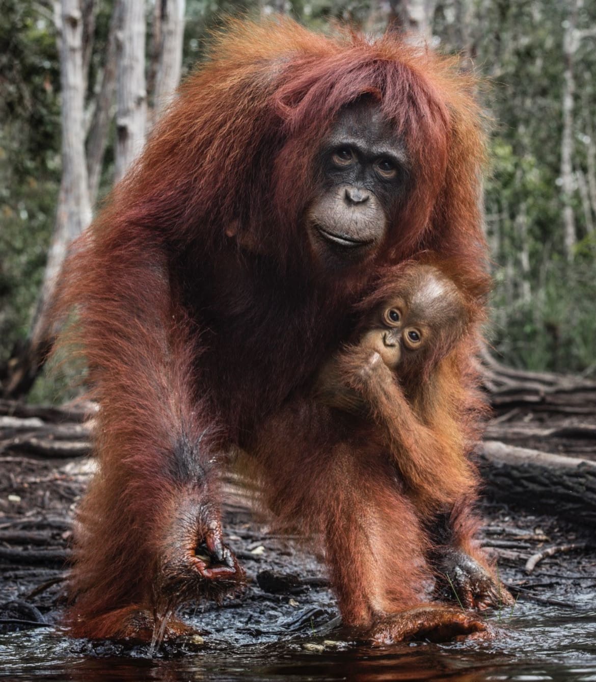 Orangutan mother and baby