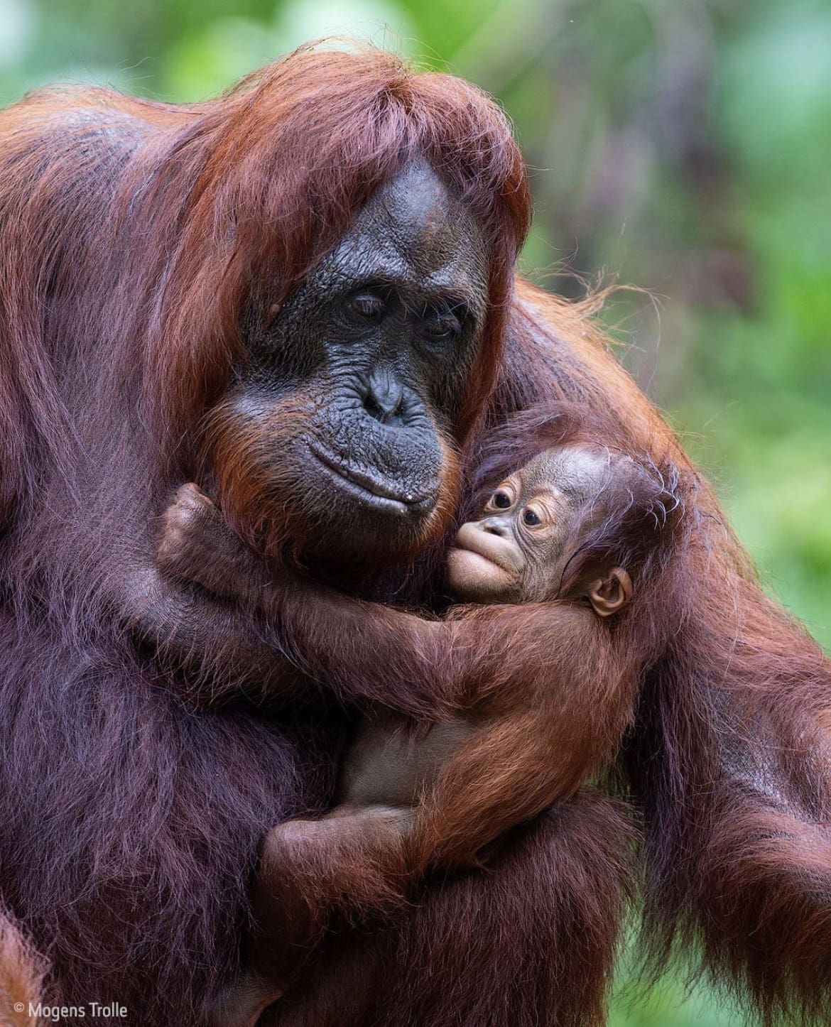 Orangutan mother and baby