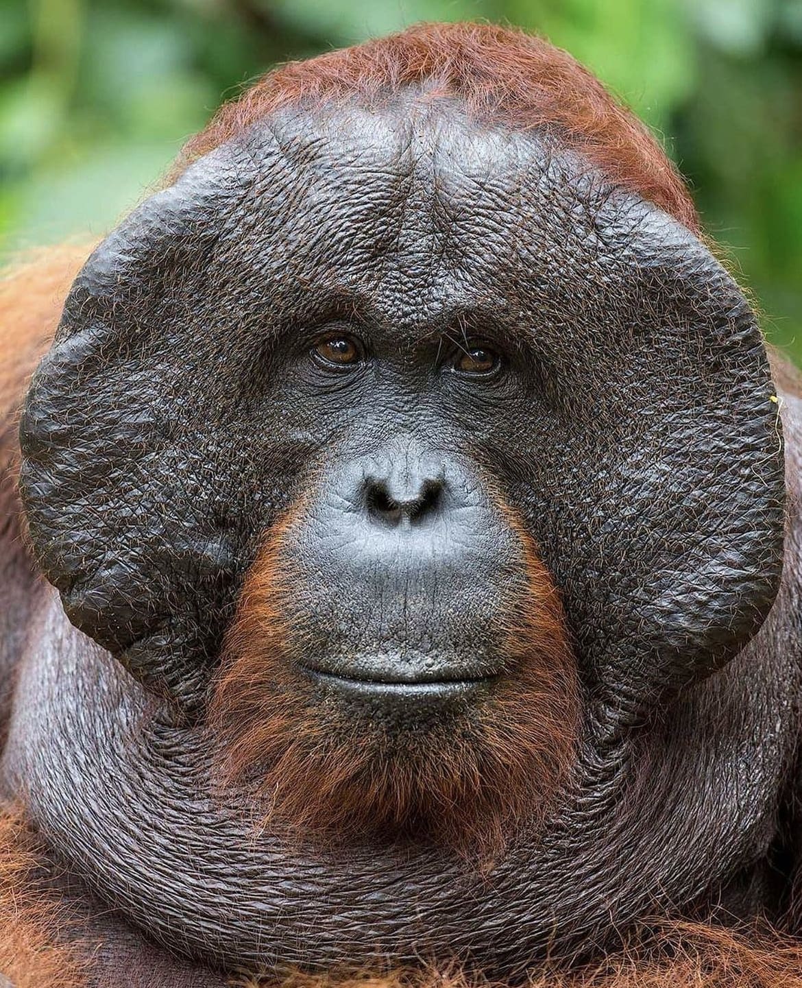 large male primate cheekpads