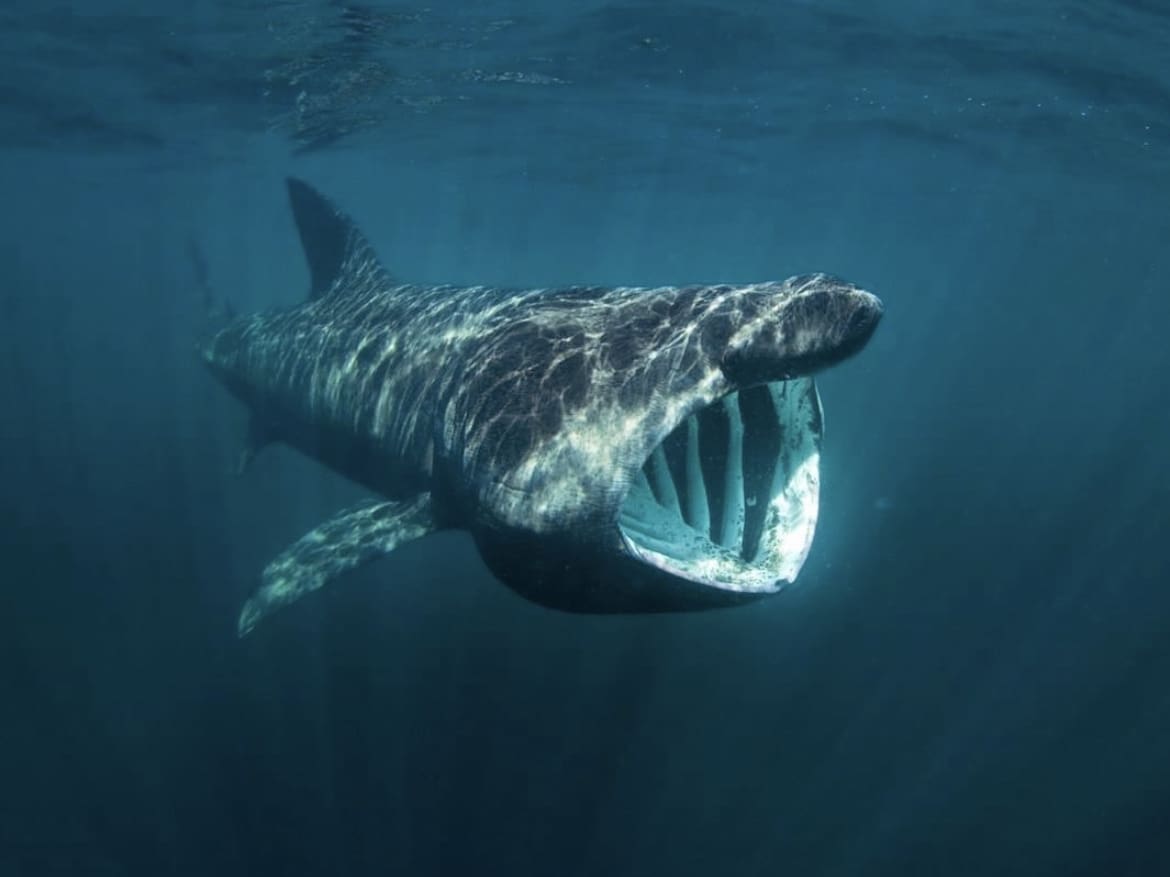 Basking Shark