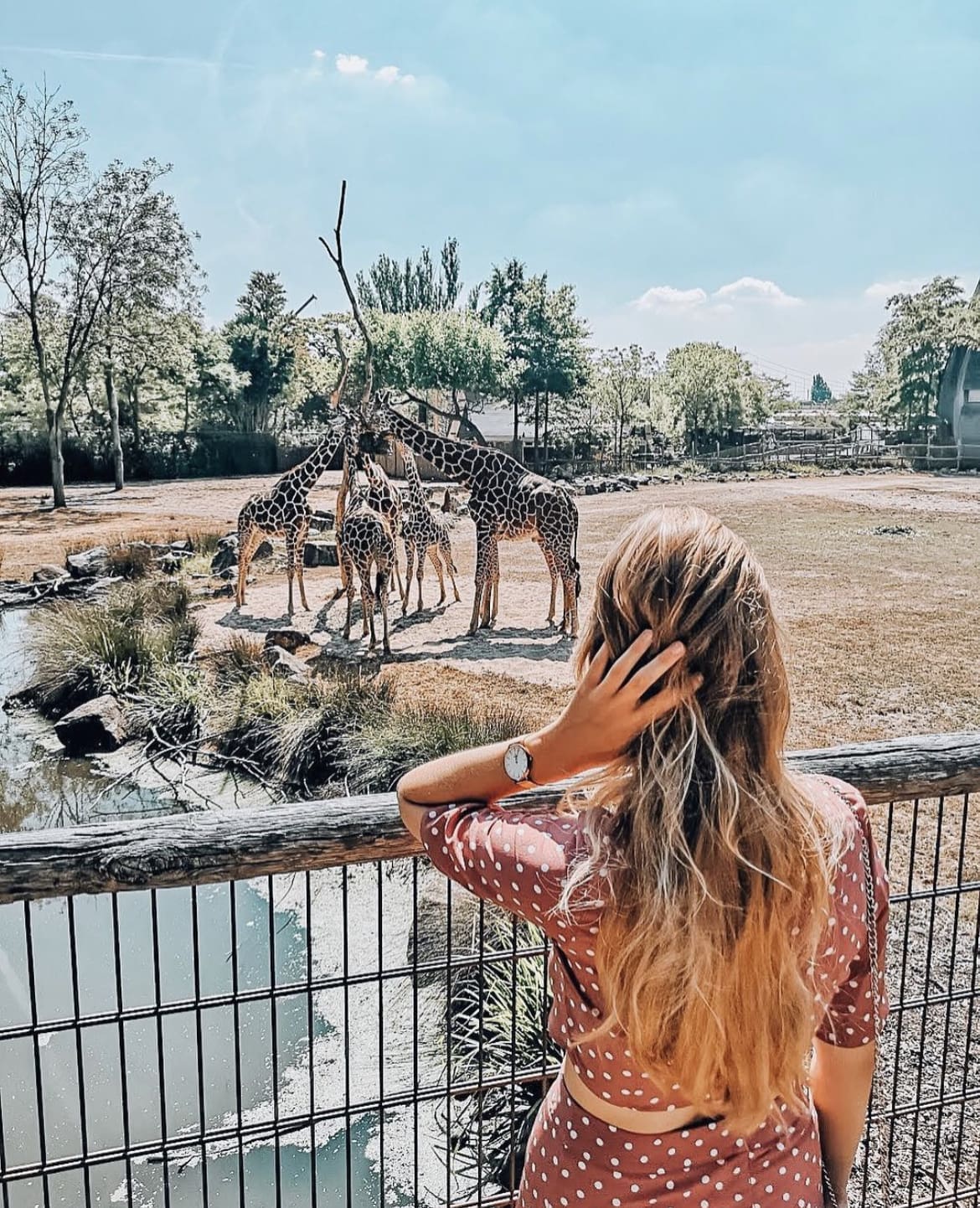 Giraffe spotting at Rotterdam Zoo