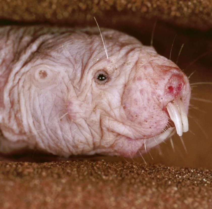 Weirdest Animals On The Planet Most Unusual Animals In The World SFSPF weirdest-animals-on-the-planet-most-unusual-animals-in-the-world-sfspf
