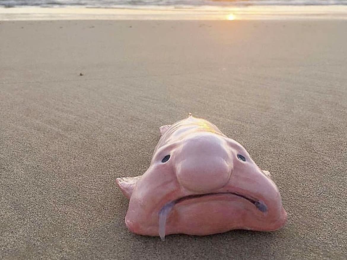 Blobfish: The Underwater Sad Sack
