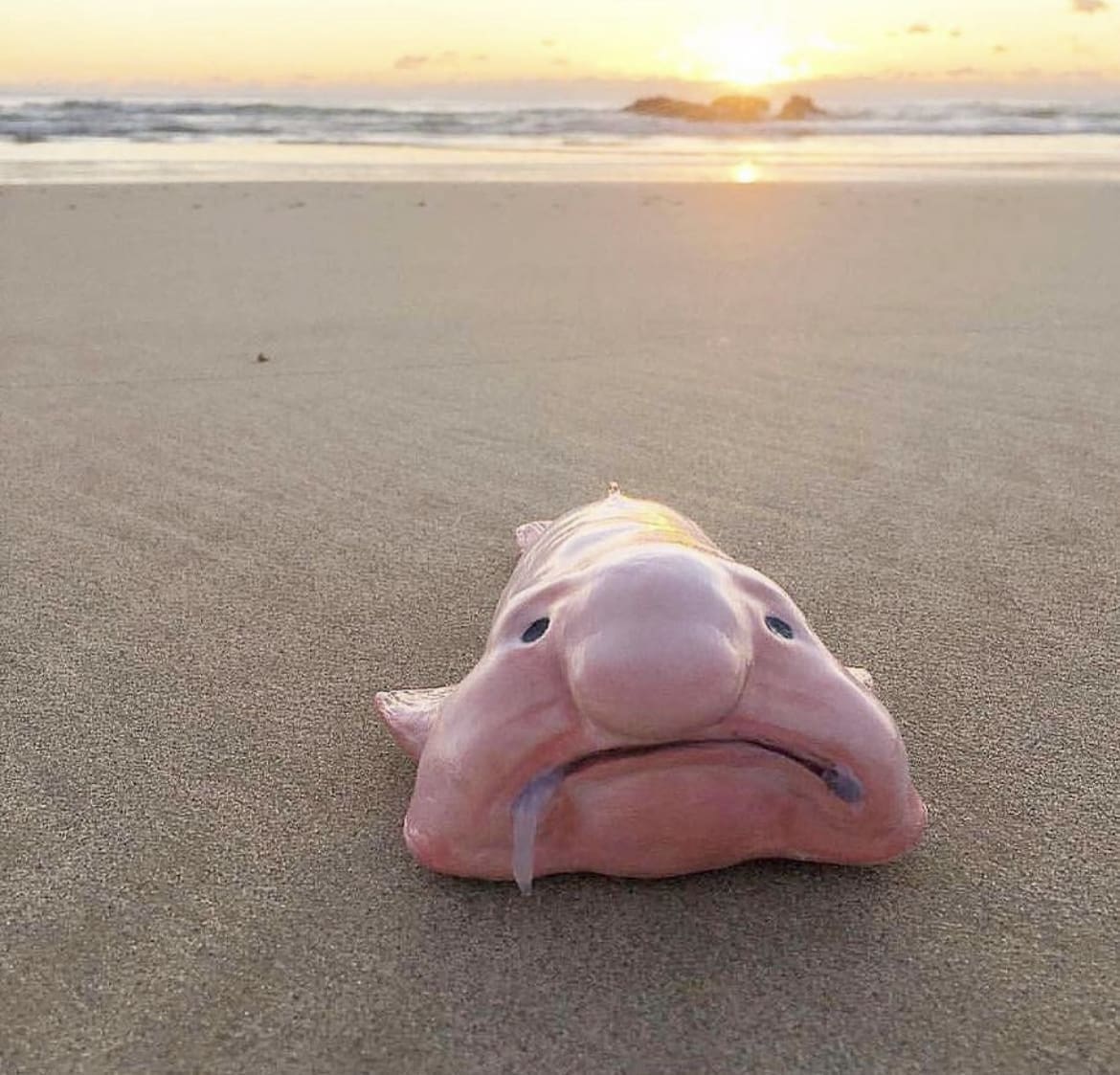 Blobfish: The Underwater Sad Sack