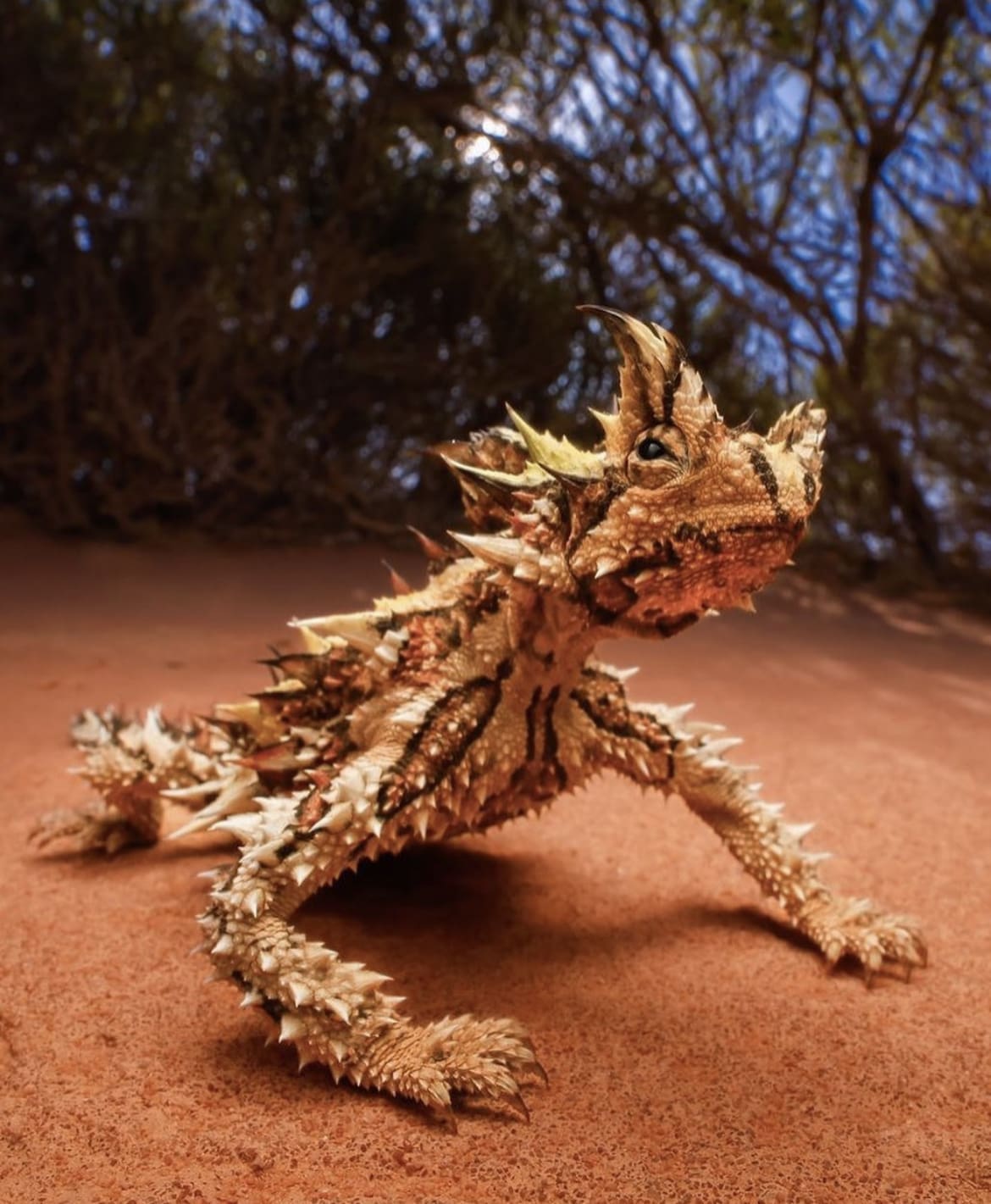 Thorny Devil: The Spiky Survivor - The 15 Weirdest Animals on Earth
