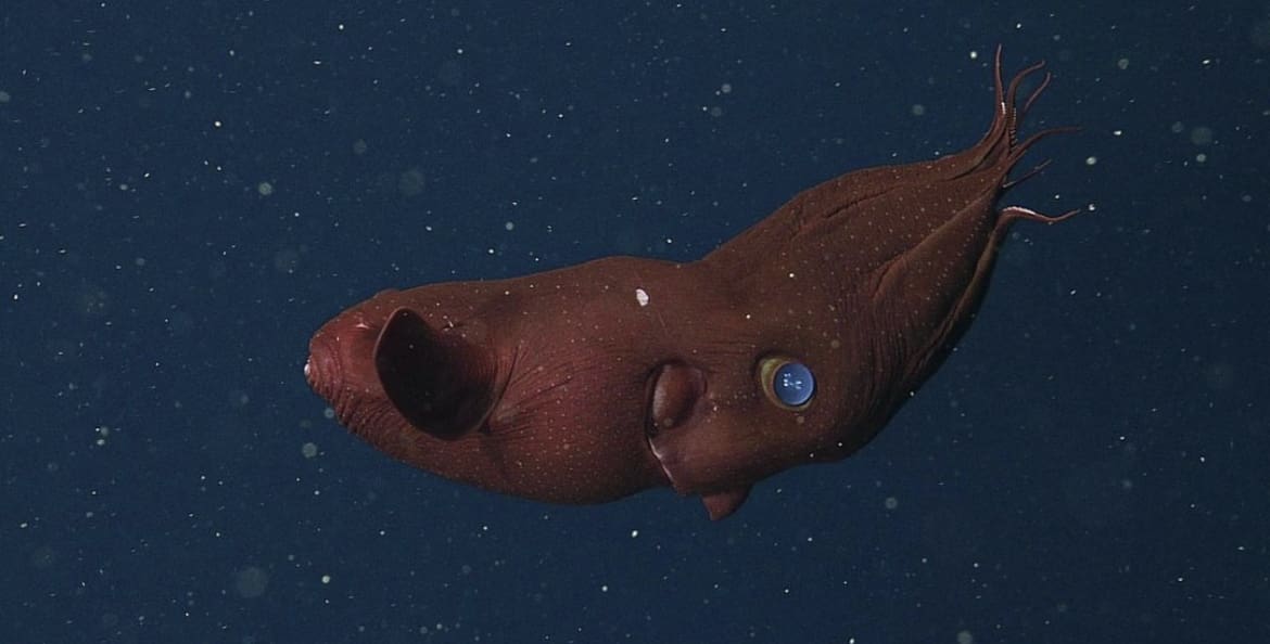 Vampire Squid: The Gentle Goth - The 15 Weirdest Animals on Earth