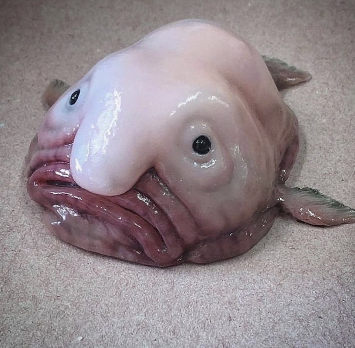 Blobfish: The Underwater Blob of Gloom