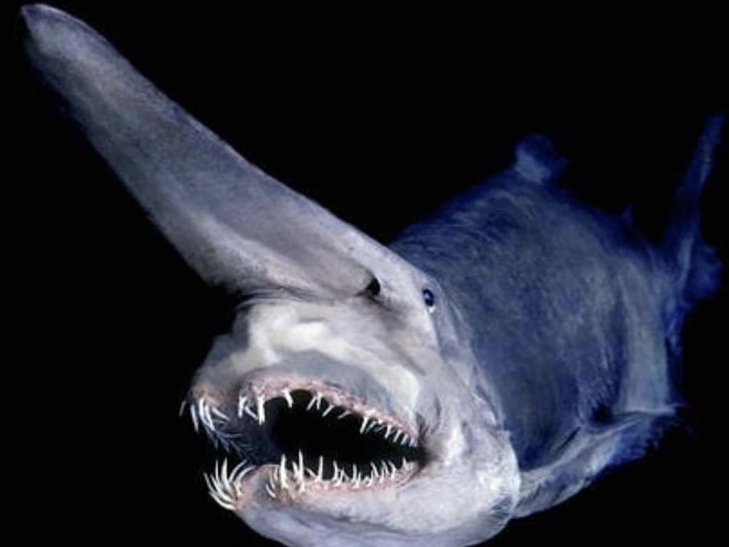 Goblin Shark: The Living Fossil