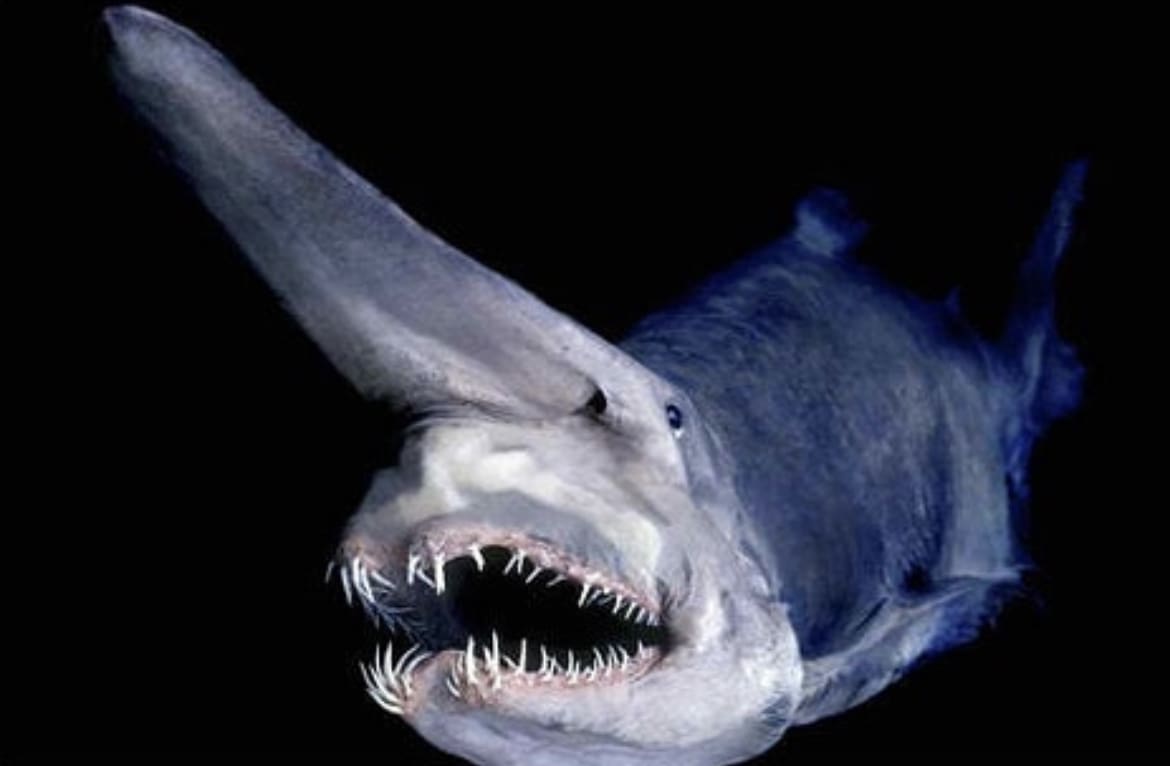 Goblin Shark: The Living Fossil