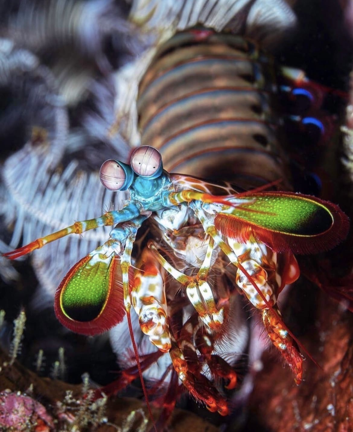 Mantis Shrimp: The Technicolor Boxer of the Deep